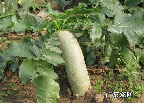 北方青萝卜什么时候种植最好 几月份种好