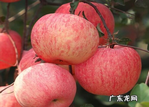 阿富汗苹果好吃吗 有什么营养与功效