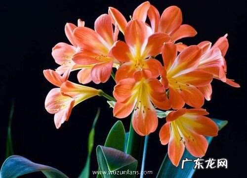 怎么养护君子兰避免叶片发黄干枯