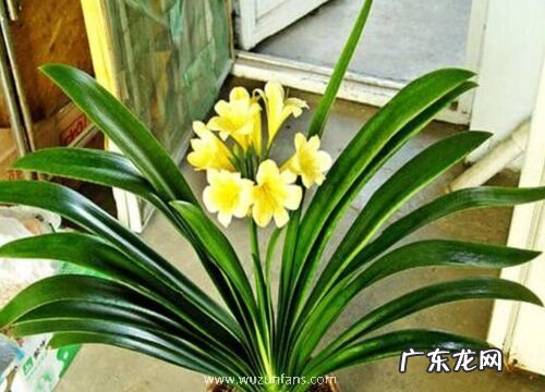 怎么养护君子兰避免叶片发黄干枯