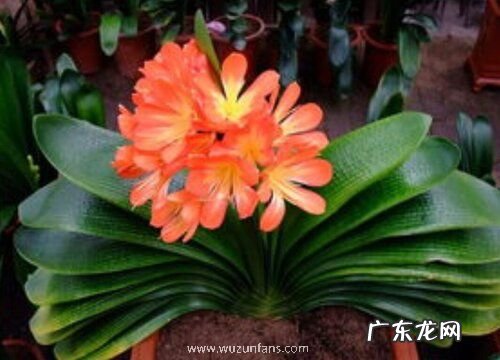 怎么养护君子兰避免叶片发黄干枯