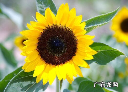 向日葵放家里有什么风水禁忌 向日葵放家里吉不吉利