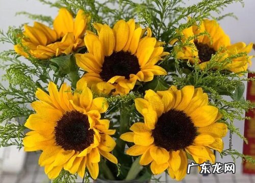 向日葵放家里有什么风水禁忌 向日葵放家里吉不吉利