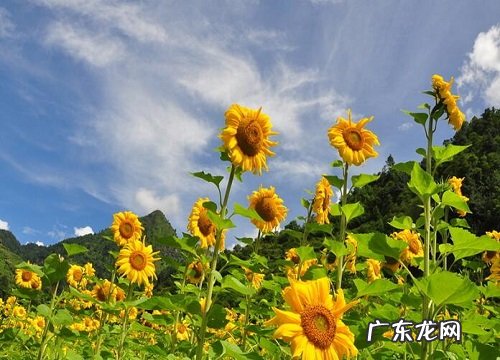 向日葵放家里有什么风水禁忌 向日葵放家里吉不吉利