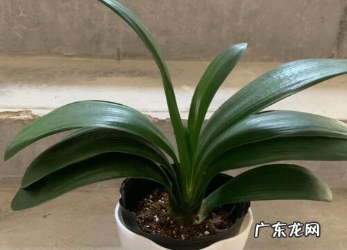 夏天能不能给君子兰换盆