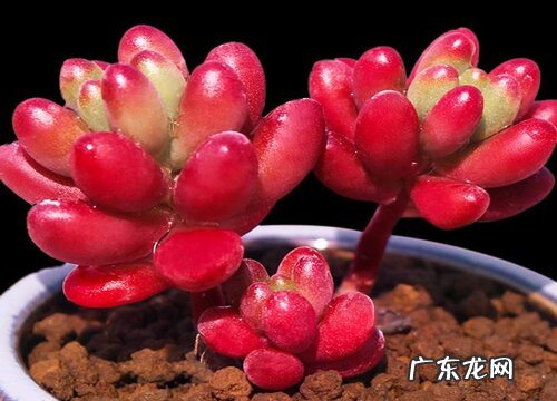 夏天多肉虹之玉如何养护长势肥胖惹人爱