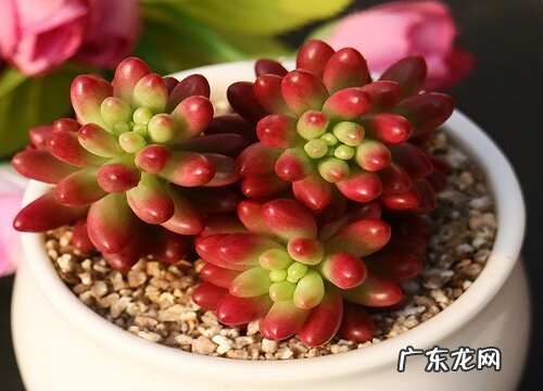 夏天多肉虹之玉如何养护长势肥胖惹人爱