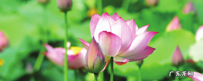 荷花的花期持续多久,附其花期调控