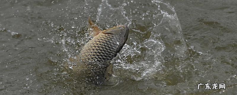 回锅鱼的钓法,有哪些要点