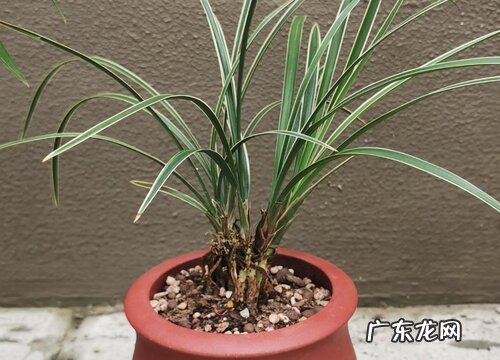 兰花烂叶子原因及处理方法