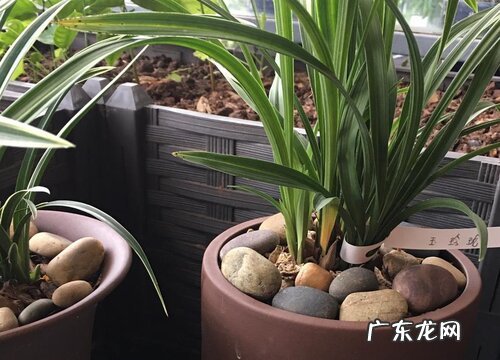 兰花烂叶子原因及处理方法