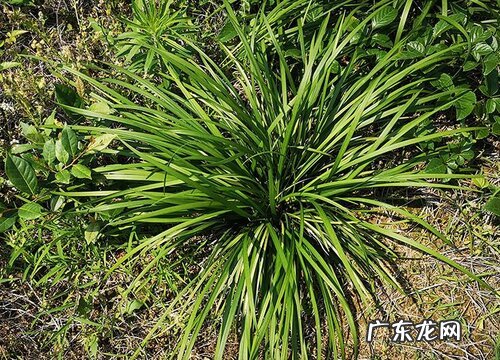 麦冬喜阴还是喜阳