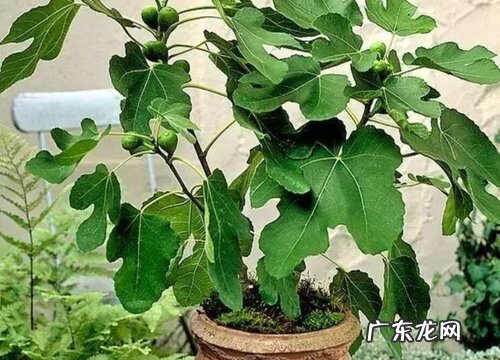 无花果幼苗扦插成活了如何养护