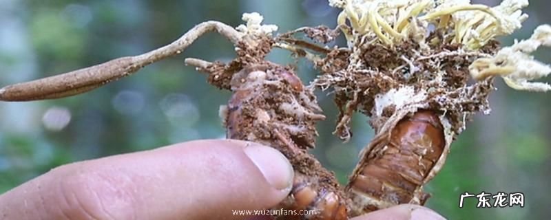 什么是知了花,有哪些吃法