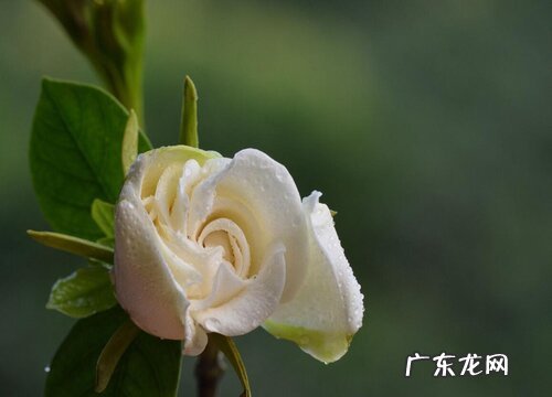 栀子花如何更快长枝复花