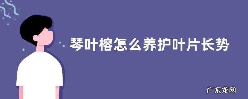 琴叶榕怎么养护叶片长势好