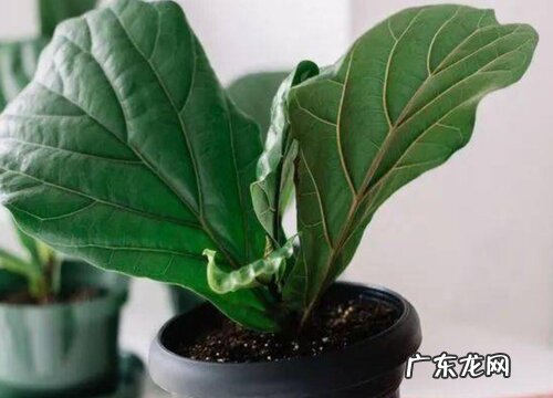 琴叶榕怎么养护叶片长势好