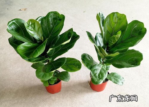 琴叶榕怎么养护叶片长势好