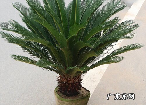 龙铁树的风水作用及禁忌 放在哪风水好