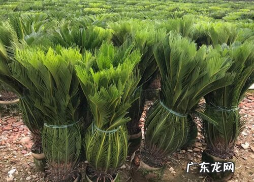 龙铁树的风水作用及禁忌 放在哪风水好