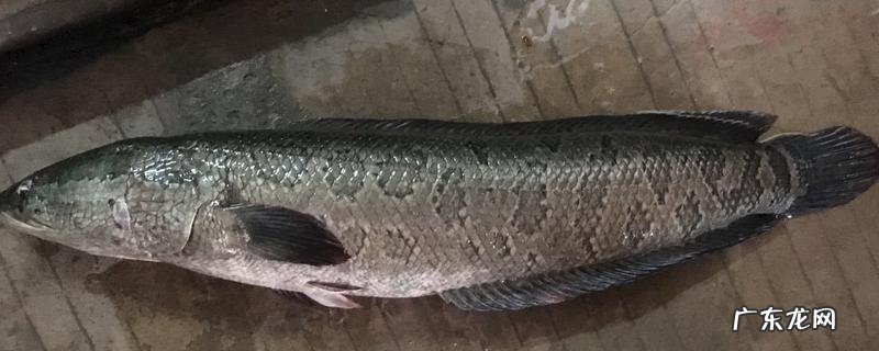 斑鱼是不是海鱼，附斑鱼的营养价值