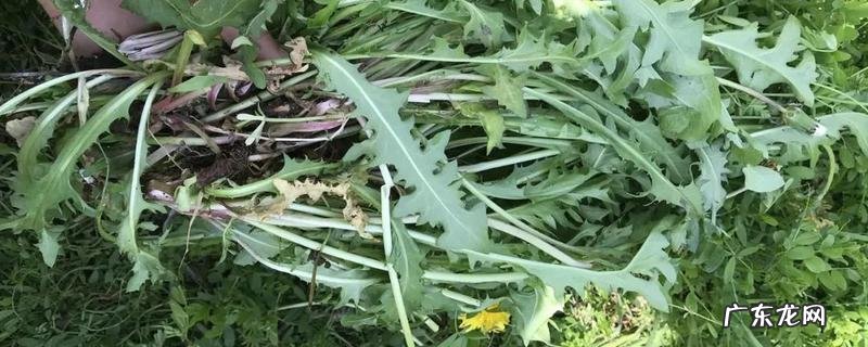 婆婆丁根的食用方法，附婆婆丁根茶的饮用禁忌