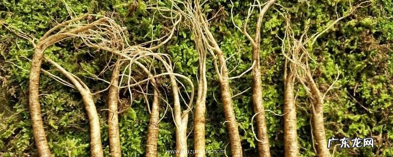 林下参和人参有什么不同，人参怎么加工