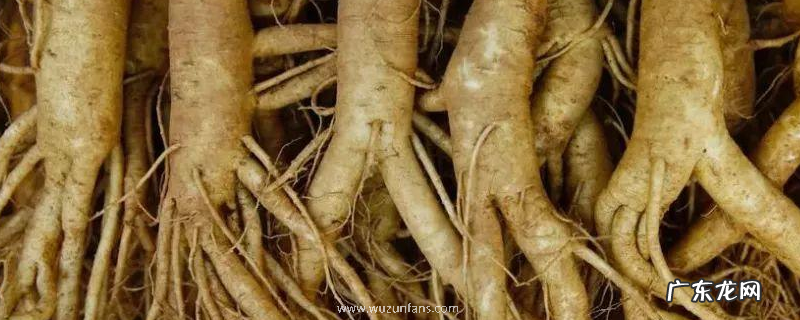 可不可以生吃人参,具体有哪些吃法