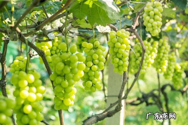 阳光玫瑰葡萄最佳架形适合什么架型