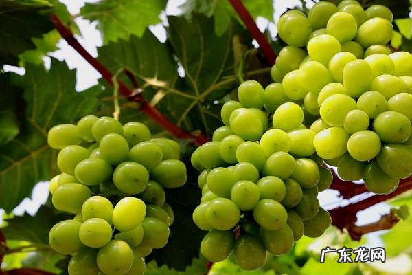 阳光玫瑰葡萄最佳架形适合什么架型