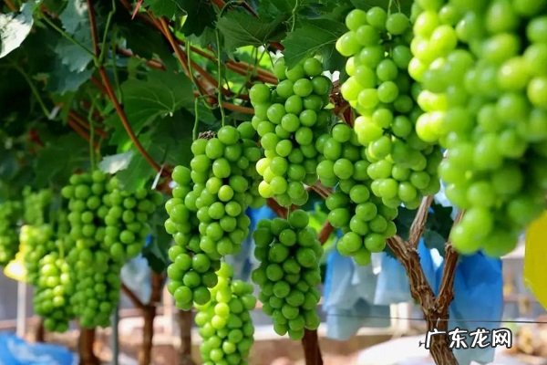 阳光玫瑰葡萄最佳架形适合什么架型