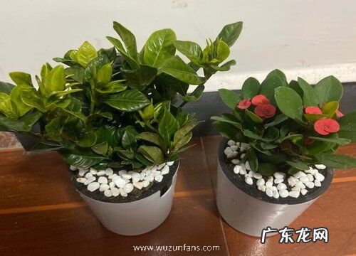 夏天如何预防花卉出现枯萎病