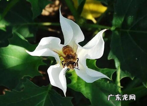 属蛇的幸运植物和花草 属蛇种什么植物运气好