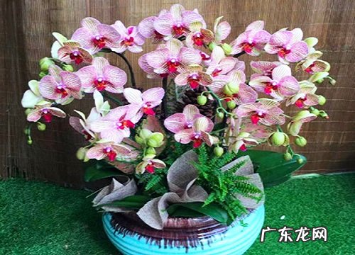 属蛇的幸运植物和花草 属蛇种什么植物运气好