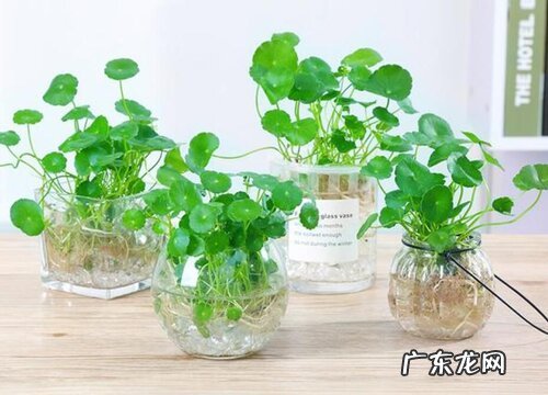 属蛇的幸运植物和花草 属蛇种什么植物运气好