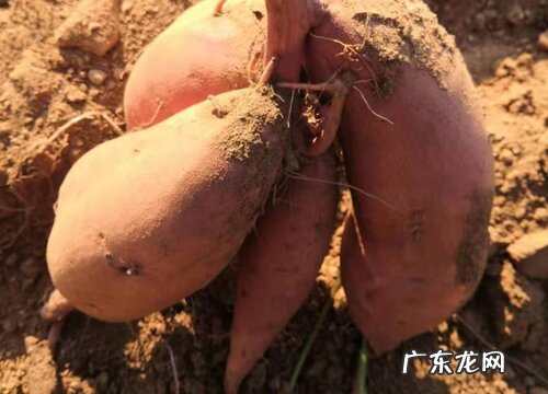 山东烟薯几月份成熟上市 一年四季都有吗