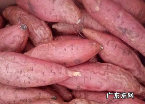 山东烟薯几月份成熟上市 一年四季都有吗