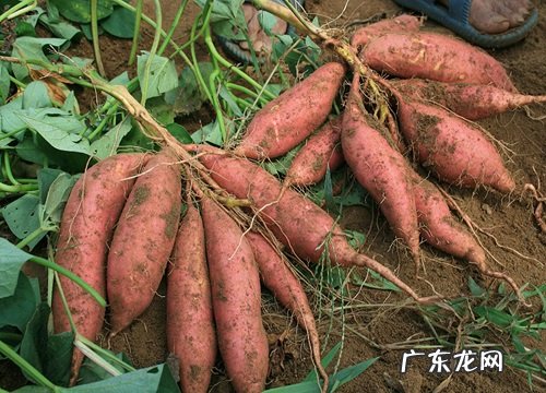 山东烟薯几月份成熟上市 一年四季都有吗