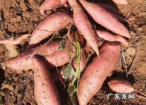 山东烟薯几月份成熟上市 一年四季都有吗