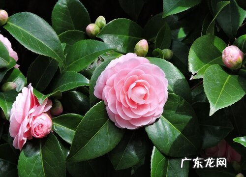 夏季茶花养护不能做那些事儿