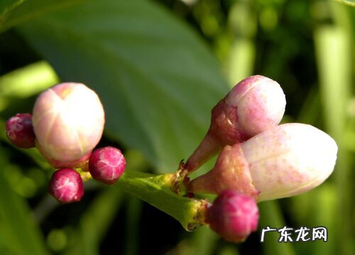 夏季茶花养护不能做那些事儿