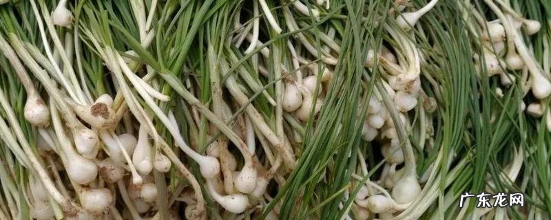 小根蒜的食用方法,具体怎么做