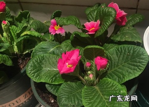 囊荷是什么植物类别