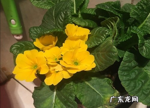 囊荷是什么植物类别