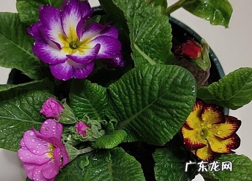 囊荷是什么植物类别