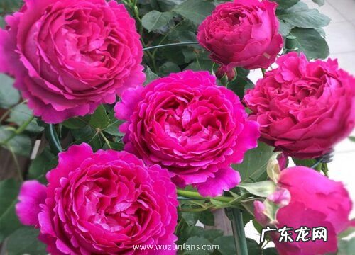 月季施什么肥依然花开不断