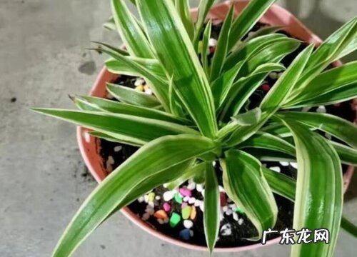 吊兰是什么根系的植物