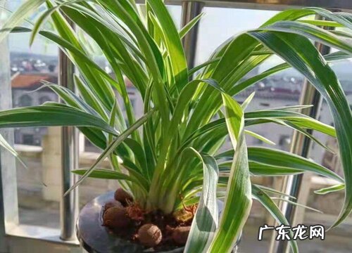 吊兰是什么根系的植物