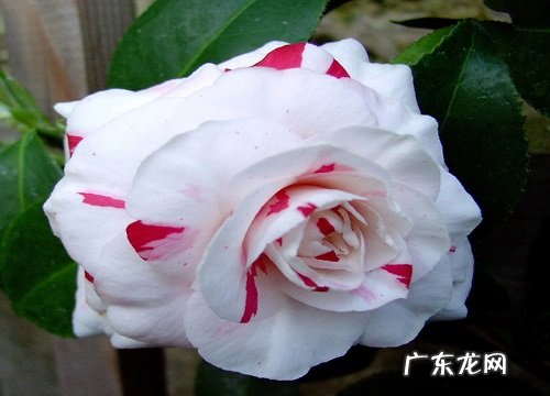 茶花叶子发黑都有哪些原因