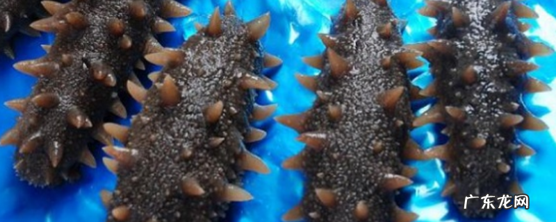 海参冷冻一年后还能不能吃,冻干海参是什么